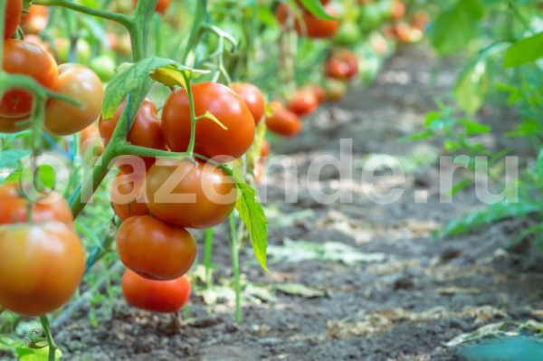Пасынкование различных сортов томатов
